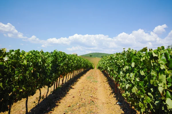 De wijngaarden van de heuvels van Tuscany, Italië — Stockfoto