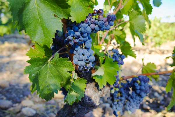 Vinice a vinobraní na zámku, Chateauneuf-du-Pape, Francie — Stock fotografie