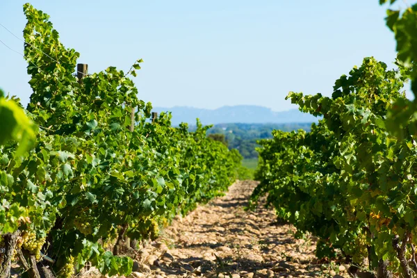 Wijngaarden in chateau, Chateauneuf-du-Pape, Frankrijk — Stockfoto