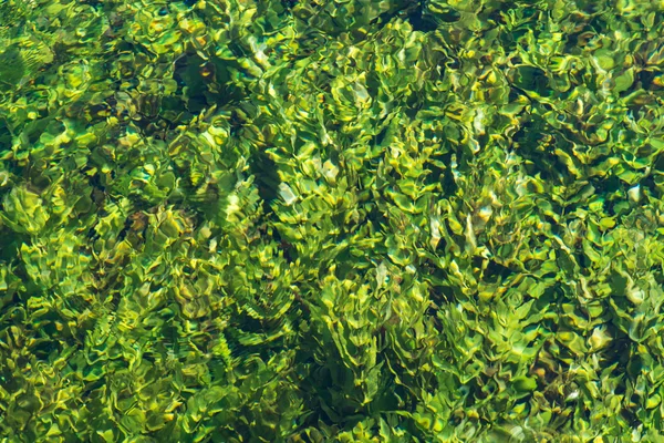 Verde smeraldo che scorre acqua di fiume con alghe, sfondo astratto — Foto Stock
