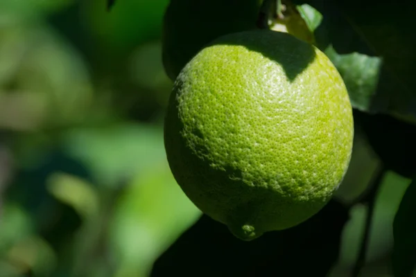Limone verde sull'albero — Foto Stock