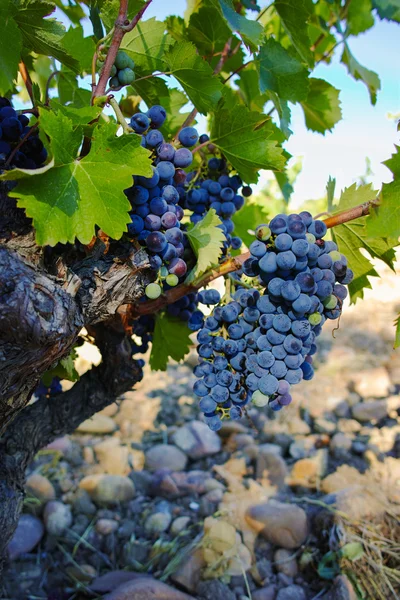 Vineyards in chateau, Chateauneuf-du-Pape, France — Stock Photo, Image