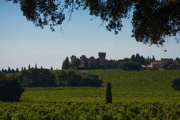 Viñedos en Chateau, Chateauneuf-du-Pape, Francia —  Fotos de Stock