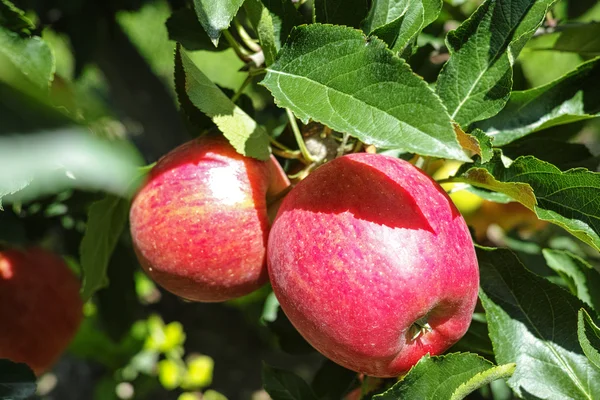 Ώριμα κόκκινα βιολογικά μήλα στο δέντρο — Φωτογραφία Αρχείου