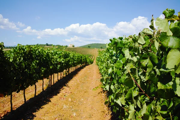 De wijngaarden van de heuvels van Tuscany, Italië — Stockfoto