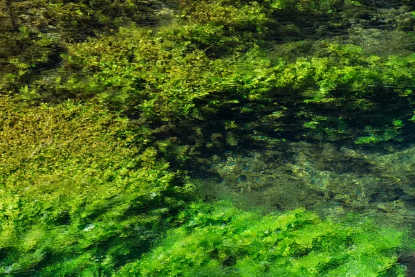 Verde esmeralda que fluye el agua del río con seewead, backgro abstracto — Foto de Stock