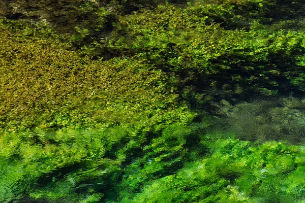 Verde smeraldo che scorre acqua di fiume con seewead, backgro astratto — Foto Stock