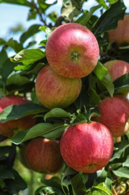Olgun kırmızı organik elma ağacı üzerinde