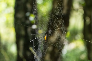 Örümcek ağı ile yaprak, yakın çekim