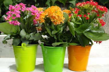 Kalanchoe (Saxifragales Crassulaceae Kalanchoe) flower in small buckets clipart