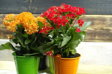 Kalanchoe (Saxifragales Crassulaceae Kalanchoe) flower in small buckets clipart