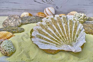 Deniz kabuğu fosil sarı kum üzerinde kapat