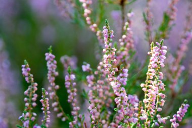 Güzel çiçek açması serin mor viski heather (Calluna vulgari