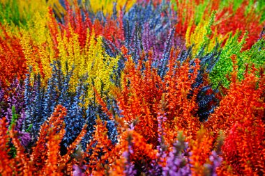 Çok renkli çiçek açması heather (Calluna vulgaris), renkli flo