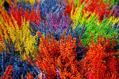 Çok renkli çiçek açması heather (Calluna vulgaris), renkli çiçekler