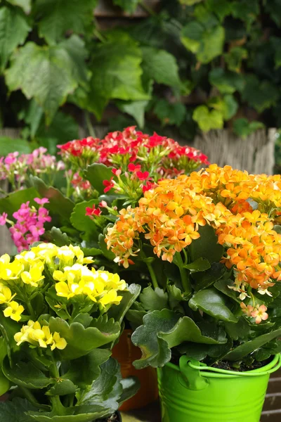 Kalanchoe (saxifragales crassulaceae kalanchoe) blühen in kleinen Eimern — Stockfoto