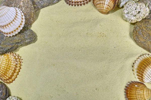 Muscheln am gelben Sandstrand — Stockfoto