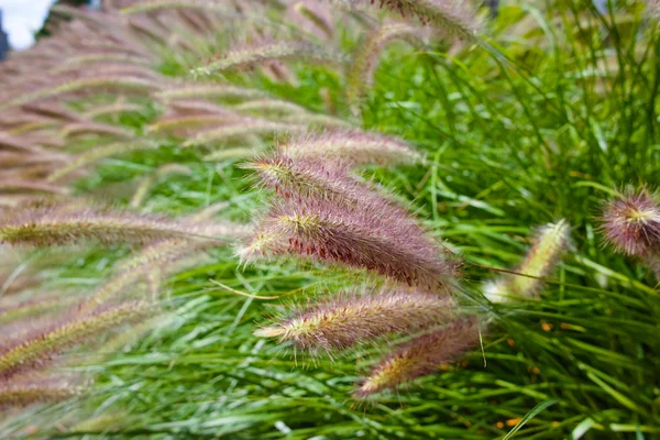 Pennisetum alopecuroides - Dekoracje ogrodowe fontanny trawy — Zdjęcie stockowe