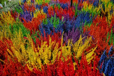 Çok renkli çiçek açması heather (Calluna vulgaris), renkli çiçekler