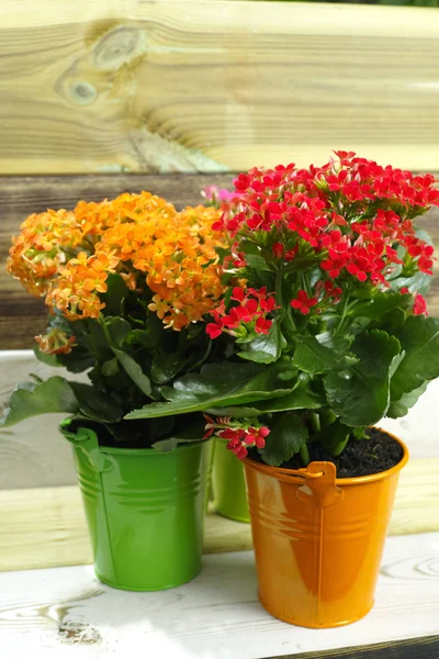 Kalanchoe (Saxifragales Crassulaceae Kalanchoe) flower in small buckets — Stock Photo, Image