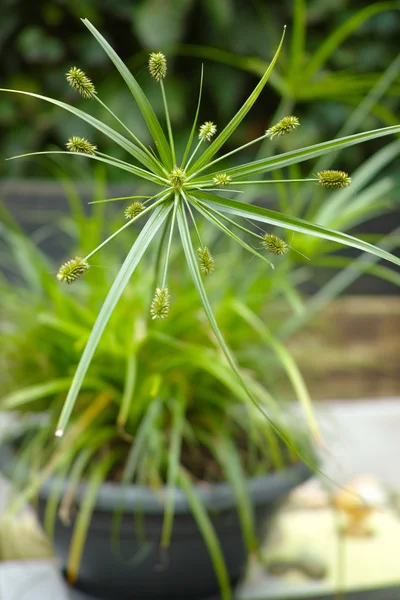 ปิดมุมมองพืชสีเขียว papyrus — ภาพถ่ายสต็อก