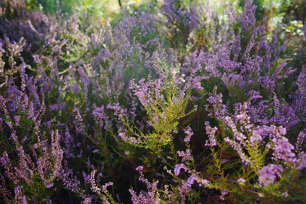 活気に満ちたピンク共通のヒース (ギョリュウモドキヴァガリス) 屋外開花 — ストック写真