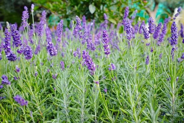 Flor de lavanda perto em um campo — Fotografia de Stock