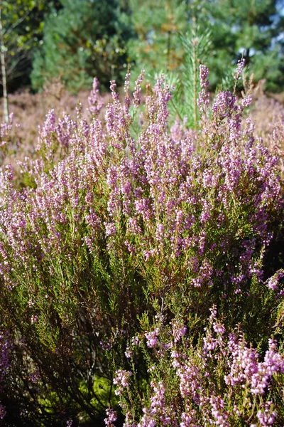 Urze comum rosa vibrante (Calluna vulgaris) outdoo florescendo — Fotografia de Stock