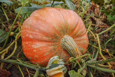 Dev turuncu kabak kabak yama hasat için hazır