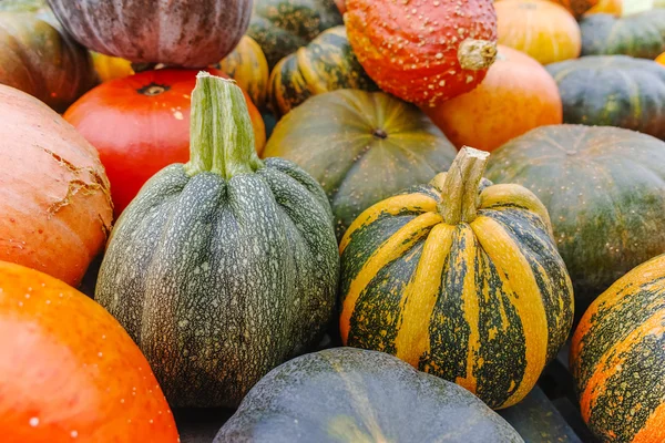 Diverse assortment of pumpkins. Autumn harvest. — Stock Photo, Image