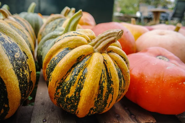 Diverse assortment of pumpkins. Autumn harvest. — Stock Photo, Image