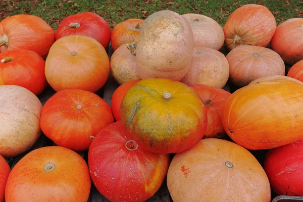 Divers assortiment de citrouilles. Récolte d'automne . — Photo