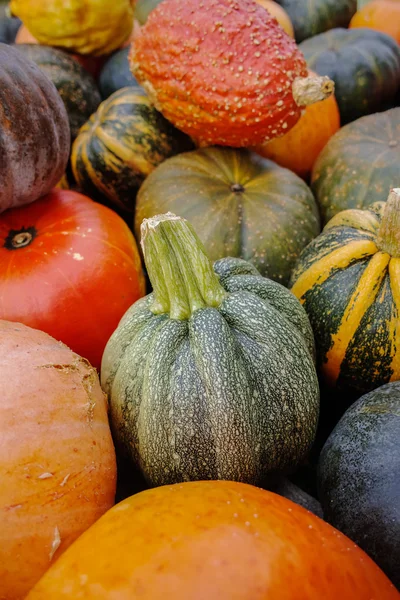 Diverse assortment of pumpkins. Autumn harvest. — Stock Photo, Image