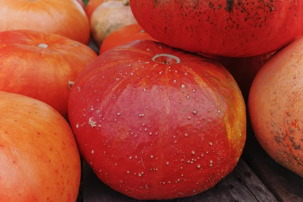 Diverse assortment of pumpkins. Autumn harvest. — Stock Photo, Image