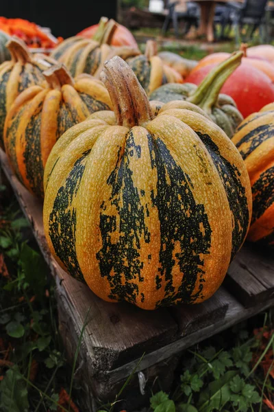 カボチャの多様な品揃え。秋の収穫. — ストック写真