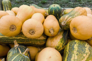 Renkli balkabağı sebzelerinin sonbahar hasadı çiftlikte satılıyor. Yakın plan.