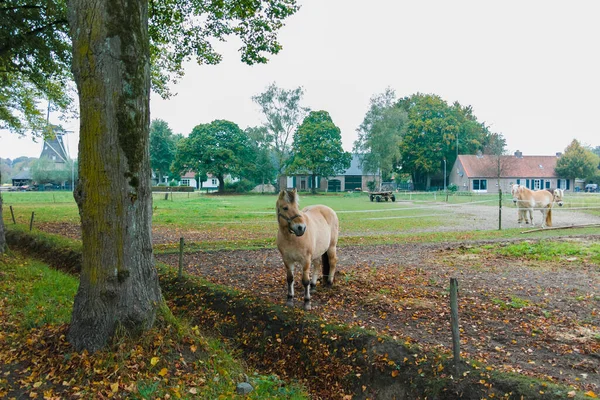 Ländliche Holländische Landschaft Mit Grünen Weiden Pferden Und Bauernhöfen Brabant — Stockfoto