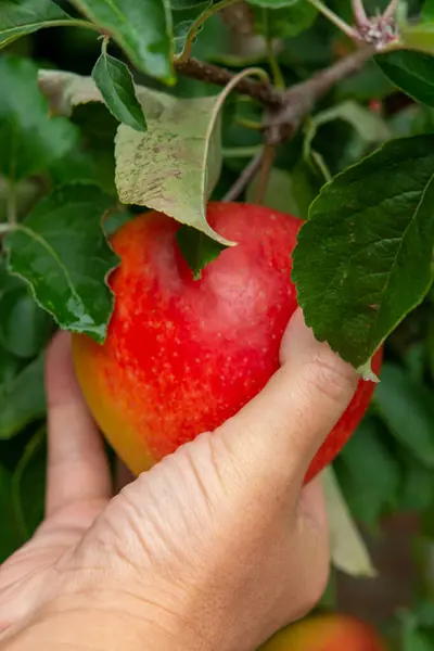 Mano Que Sostiene Manzana Recogida Del Árbol Nueva Cosecha Grandes — Foto de Stock