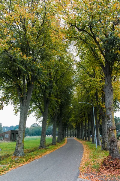 Paisagem Verde Holandesa Com Pasto Verde Estrada Velha Árvores Nuvens — Fotografia de Stock