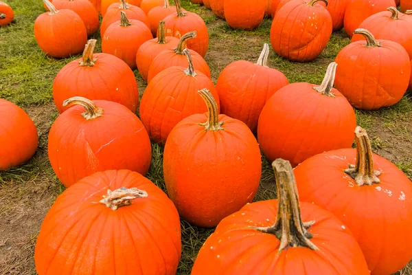 Récolte Automnale Légumes Citrouilles Colorés Vendre Ferme Gros Plan — Photo