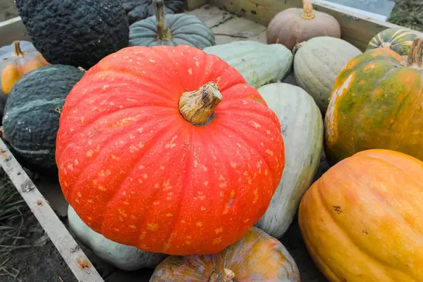 Récolte Automnale Légumes Citrouilles Colorés Vendre Ferme Gros Plan — Photo