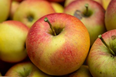 Büyük olgun kırmızı elmaların yeni hasadı