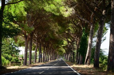 Antik Appian yolunda Roma 'yı yüksek yeşil Akdeniz çam ağaçları ile İtalya' daki Brindisi 'ye bağlıyordu.