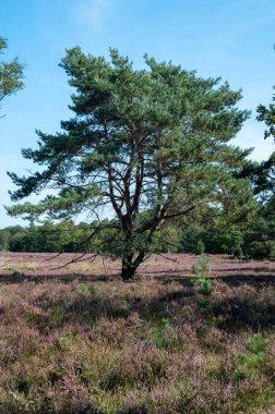 Kuzey Brabant 'ın yeşil akciğeri, Eylül ayında Kempen Ormanı, Hollanda