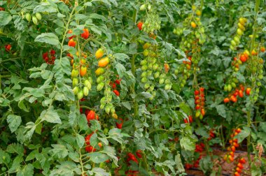 Lazio, İtalya 'da plastik seralarda organik kiraz domatesleri yetiştiriliyor.