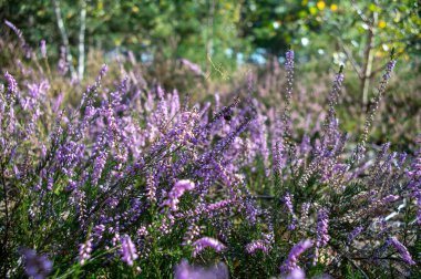 Doğa arka planı, Kuzey Brabant 'ın yeşil akciğeri Eylül ayında Hollanda' da Kempen ormanında, kenevir bitkilerinden oluşan pembe çiçek.