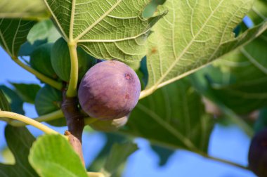 Tatlı incir meyveleri yazın büyük ağaçta olgunlaşır.