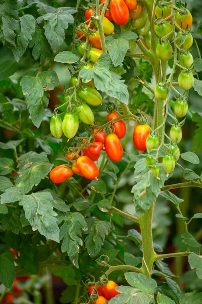 Cultivo Plantas Tomates Cherry Orgánicos Invernaderos Plástico Lazio Italia — Foto de Stock