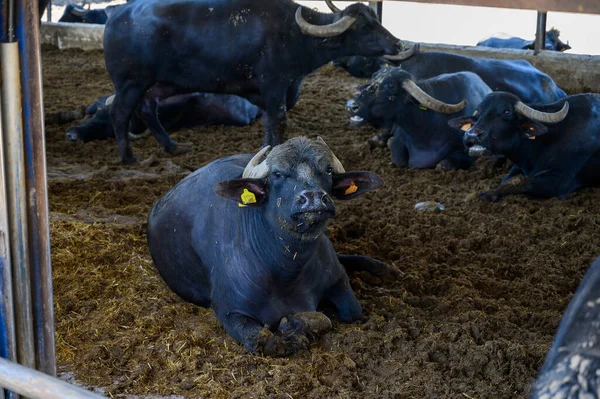 Buffalo mozzarella, ricotta, scamorza  cheese farm in Campania, Italy with livestock of black mediterranean Buffalo breeds