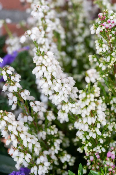 Farbenfroher Herbstgarten Mit Blühenden Blumen Aus Nächster Nähe — Stockfoto